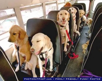 K-9 Kuts dog and pet groomer, Weston, FL dogs on bus
