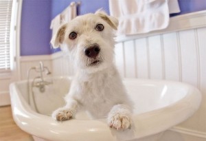 bathing dog at k-9 kuts a weston dog groomer dog bath