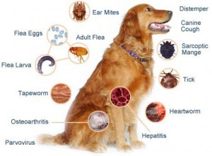 K-9 kuts dog groomer weston florida dog vaccination chart