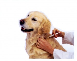 K-9 kuts dog groomer weston florida dog being vaccinated