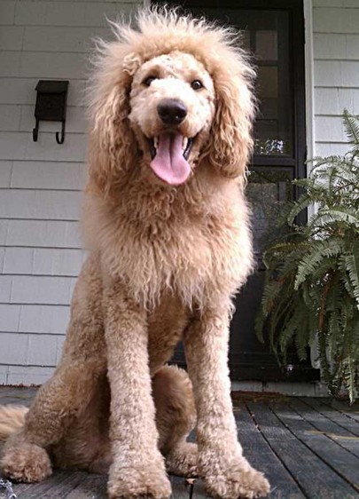 k-9 kuts weston dog groomer lion dog