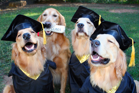 dog groomers in Weston FL celebrates graduation