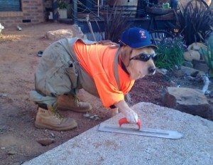labor day construction worker dog