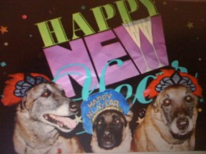 Dogs celebrating the new year 