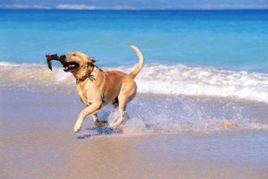 K-9 kuts dog groomer weston florida dog on the beach