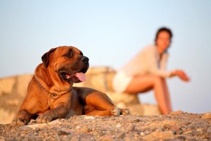 dog in hot august heat