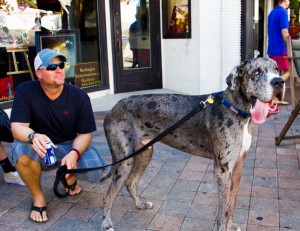 dog at art show