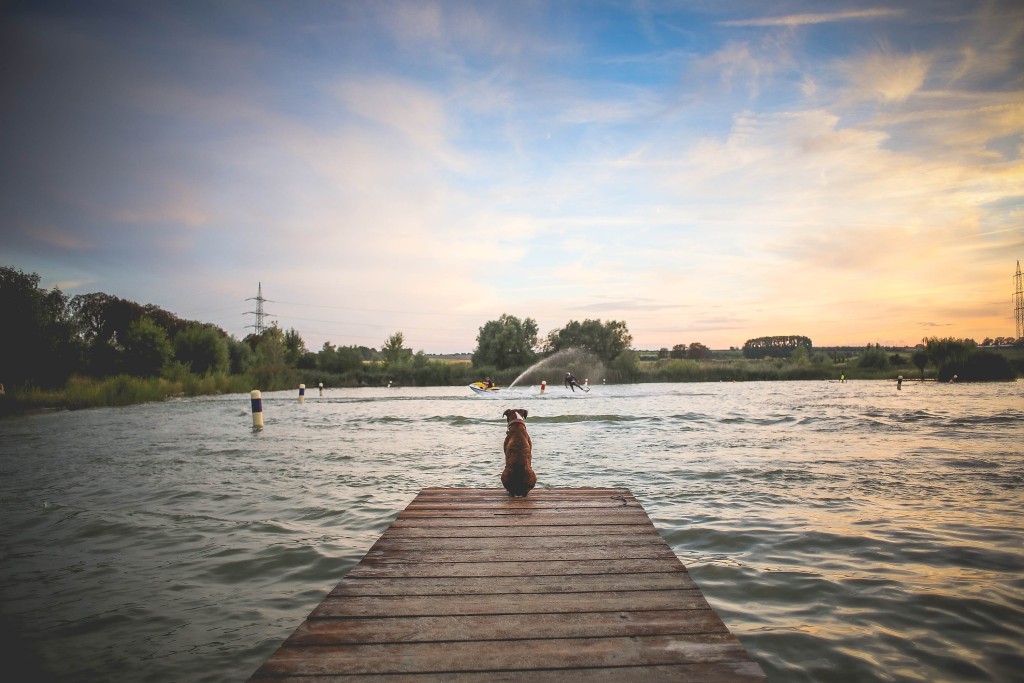 dog groomer for pup on pier