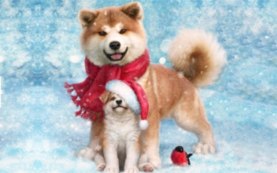 Holiday Discounts from Your Favorite Groomer
